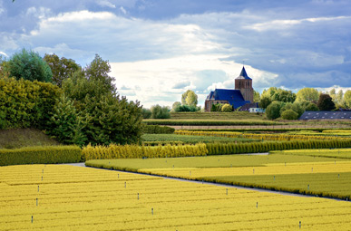 Ausblick über die Felder bei Zevenaar auf der Oranier-Fahrradroute